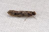 Niditinea fuscella