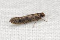 Niditinea fuscella
