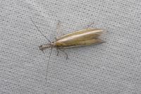 Pleurota aristella