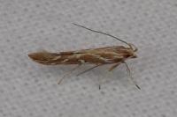 Pyroderces argyrogrammos
