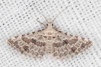 Alucita palodactyla