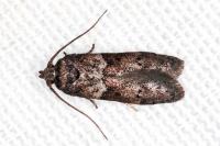 Blastobasis glandulella