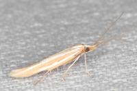 Coleophora helianthemella