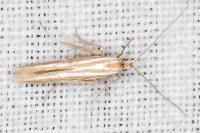 Coleophora helianthemella