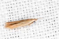 Coleophora insulicola