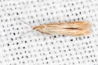 Coleophora insulicola