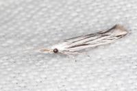 Coleophora strigosella