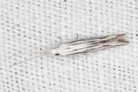 Coleophora strigosella