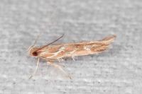 Pyroderces argyrogrammos
