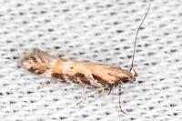 Aristotelia billii