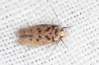 Bryotropha