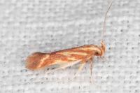 Metzneria aprilella