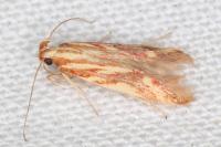 Metzneria aprilella