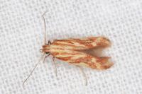 Metzneria aprilella