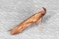 Metzneria neuropterella