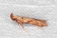 Metzneria neuropterella