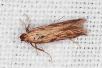 Metzneria neuropterella