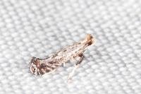 Parornix torquillella