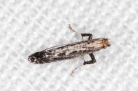 Parornix torquillella