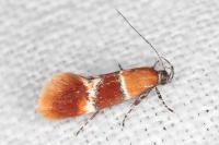 Epicallima bruandella