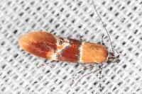 Epicallima bruandella