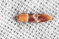 Epicallima bruandella