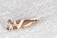 Eidophasia hufnagelii