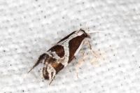 Eidophasia hufnagelii