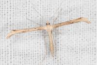 Emmelina monodactyla