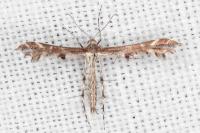 Oxyptilus parvidactylus