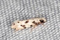 Nemapogon nevadellus