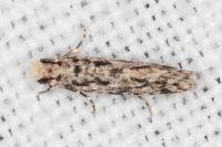 Nemapogon