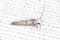 Paraswammerdamia nebulella