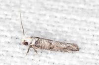 Paraswammerdamia nebulella