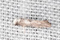 Paraswammerdamia albicapitella