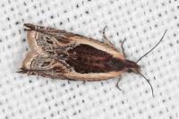 Ancylis apicella