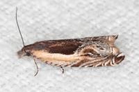 Ancylis apicella