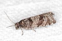 Rhopobota stagnana