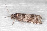 Rhopobota stagnana