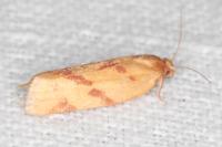Clepsis pallidana