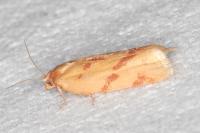 Clepsis pallidana