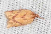 Clepsis pallidana