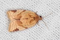 Paramesia gnomana