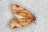 Paramesia gnomana