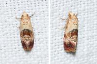 Neocochylis millierana