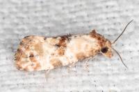 Neocochylis molliculana