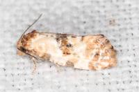 Neocochylis molliculana