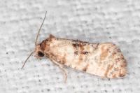 Neocochylis molliculana