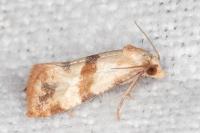 Phalonidia contractana