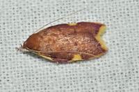 Carcina quercana
